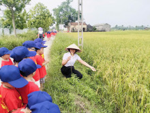 🌾 TRẺ 4–5 TUỔI PHÂN HIỆU XUÂN DƯƠNG TRẢI NGHIỆM CÁNH ĐỒNG LÚA CHÍN 🌾